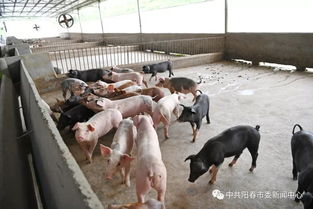 陽春畜牧漁業蓬勃發展，年總產值突破35.7億元