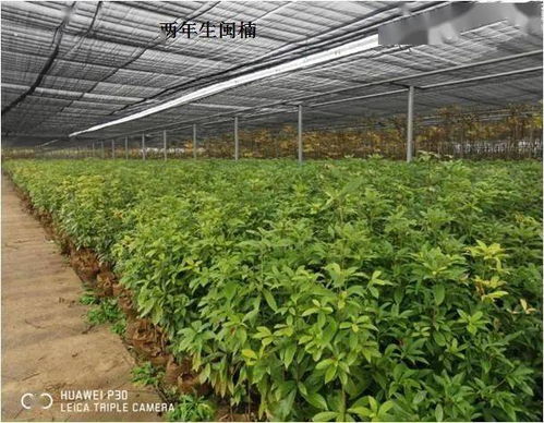 福建省林業(yè)局強化省級保障性苗圃建設(shè) 助力林木育苗高質(zhì)量發(fā)展