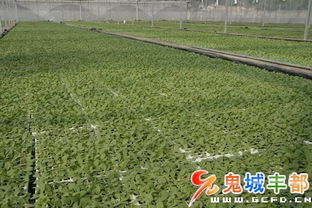 工廠育苗面積突破14000畝 現(xiàn)代農(nóng)業(yè)技術(shù)驅(qū)動下的綠色產(chǎn)業(yè)新篇章